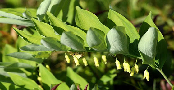 Ngọc Trúc mọc hoang hay được trồng phổ biến ở nước ta
