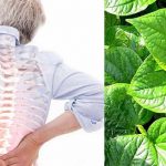 Bài thuốc Đông y từ cây lá lốt chữa đau nhức xương khớp