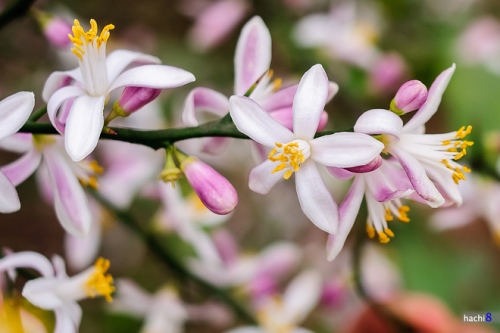 Hoa bưởi và hoa chanh cũng là một trong những thảo dược làm đẹp da