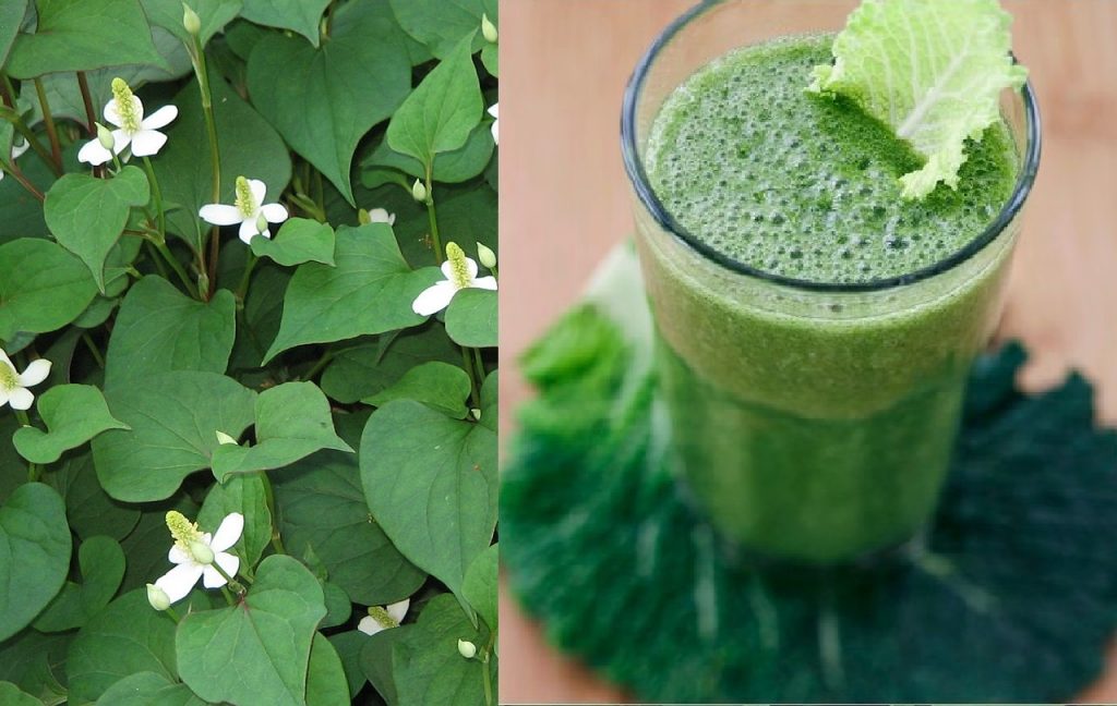 Điều trị bệnh trị hiệu quả bằng rau diếp cá