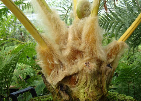 Phần lông vàng bao phủ xung quanh cây Cẩu tích
