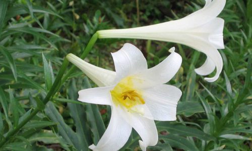 Hoa bách hợp là một loại thảo dược thường mọc hoang