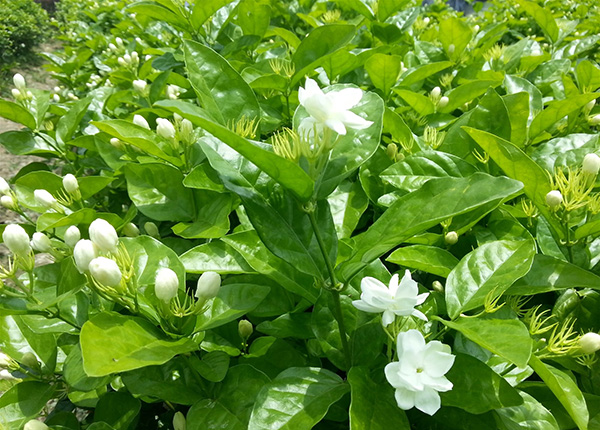 Hoa nhài (lài) có màu trắng, mọc ở đầu cành và có mùi thơm đặc trưng
