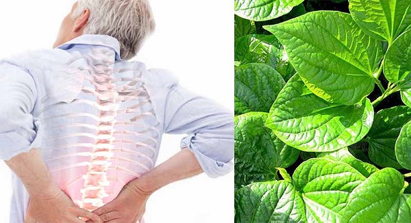 Bài thuốc Đông y từ cây lá lốt chữa đau nhức xương khớp
